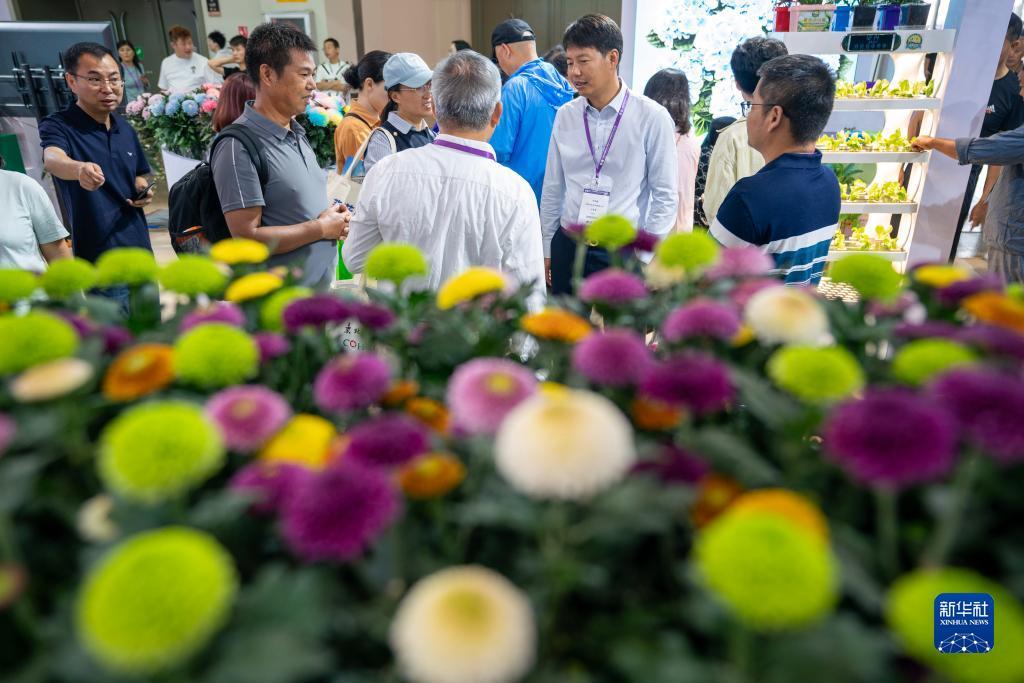 太阳城菲律宾网站